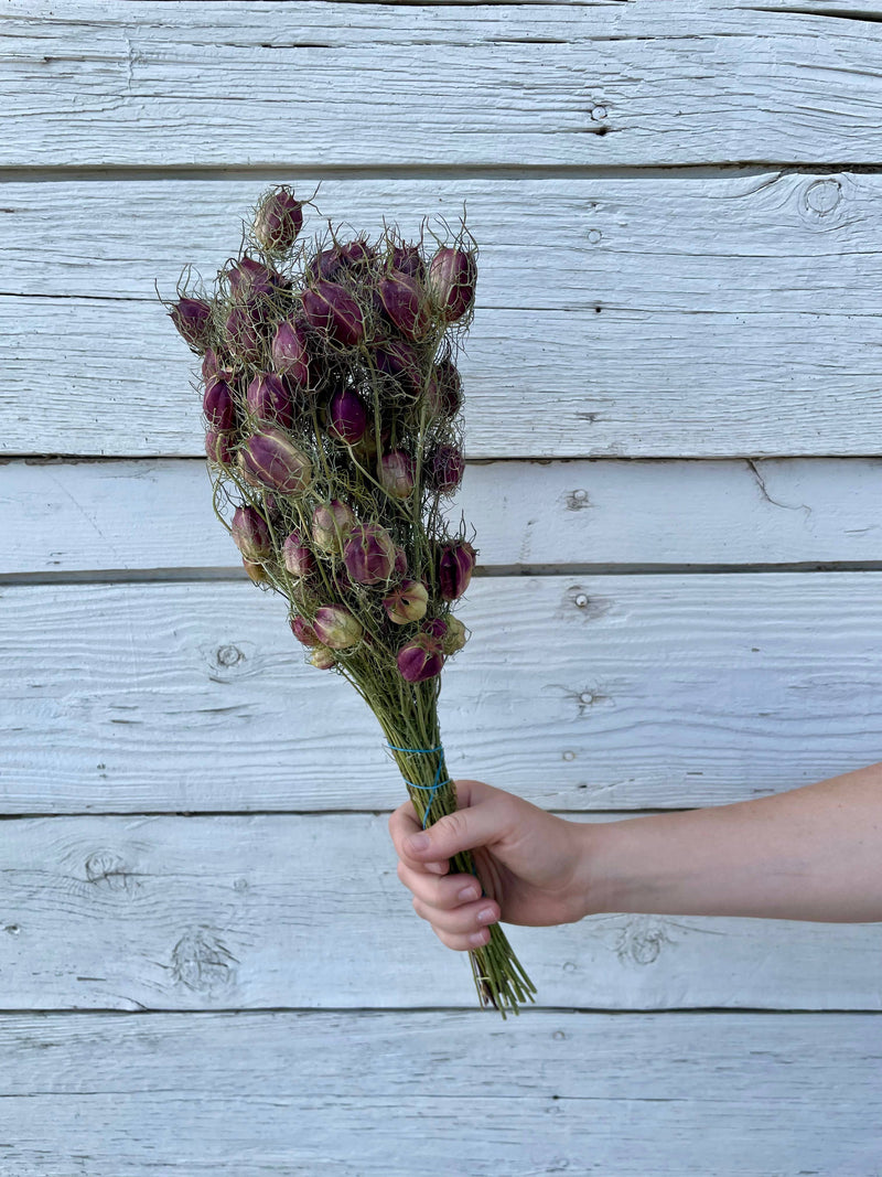 Nigella (Love in a Mist) - Purple