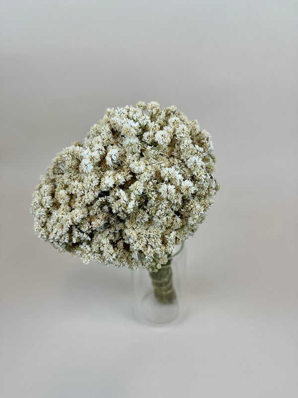 Achillea of Pearl