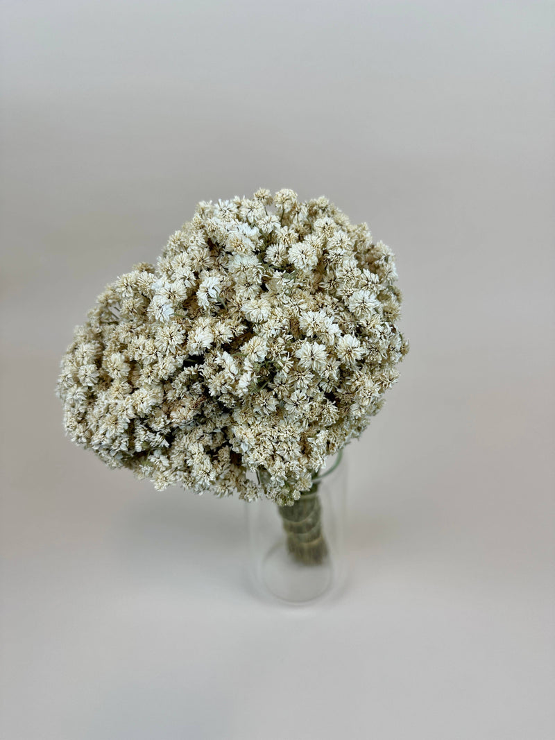 Achillea of Pearl