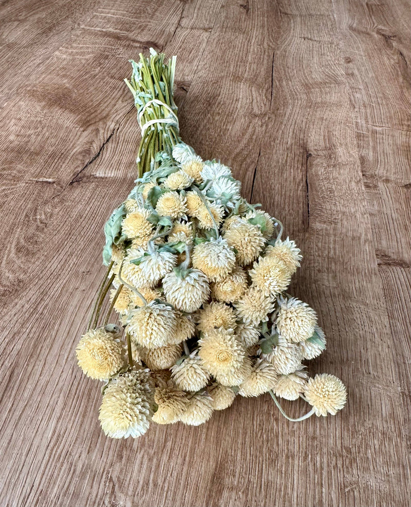 Globe Amaranth - Cream