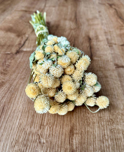 Globe Amaranth - Cream