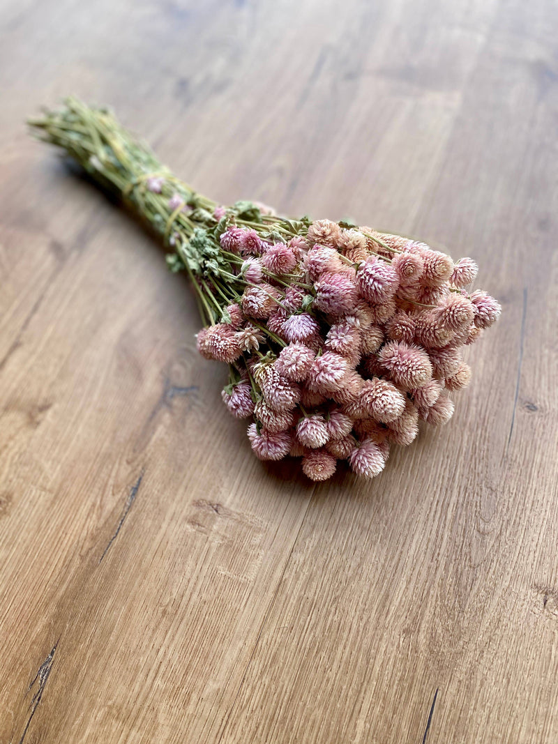 Globe Amaranth - Blush Pink