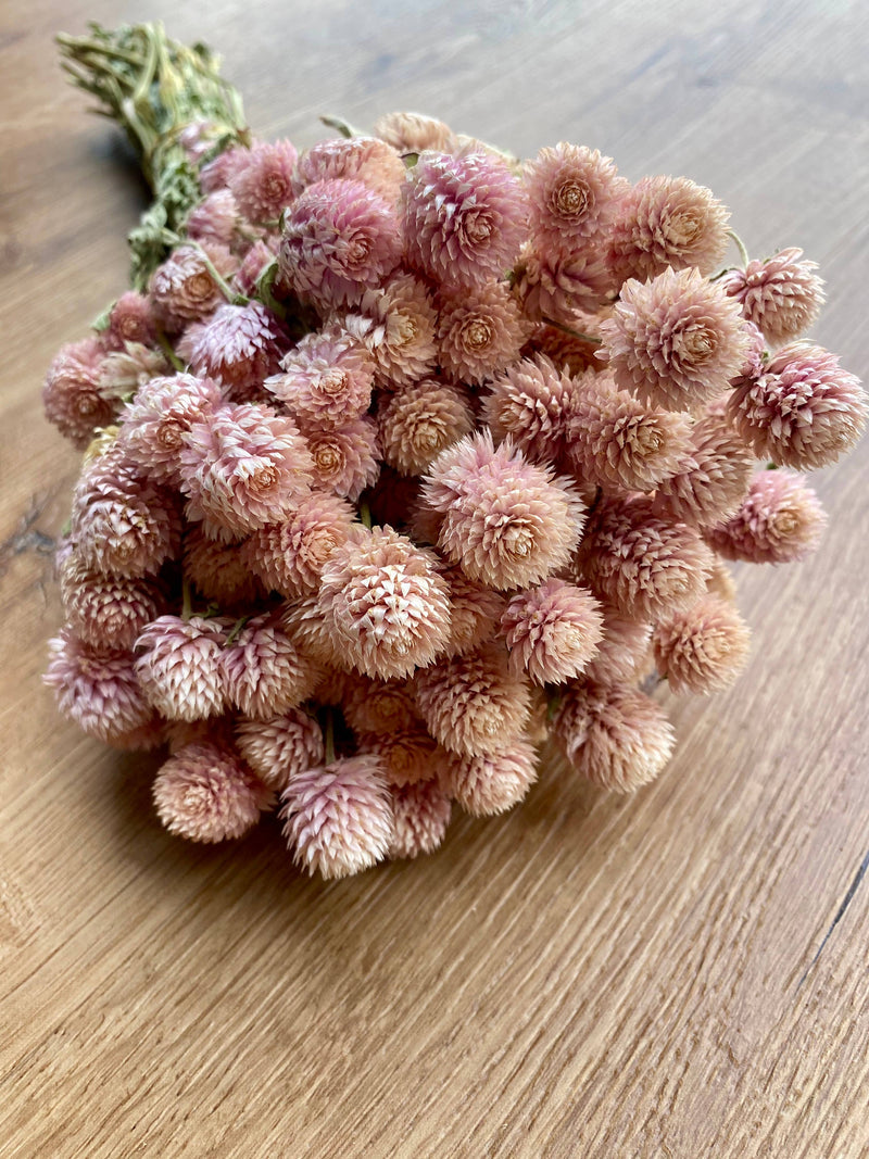 Globe Amaranth - Blush Pink