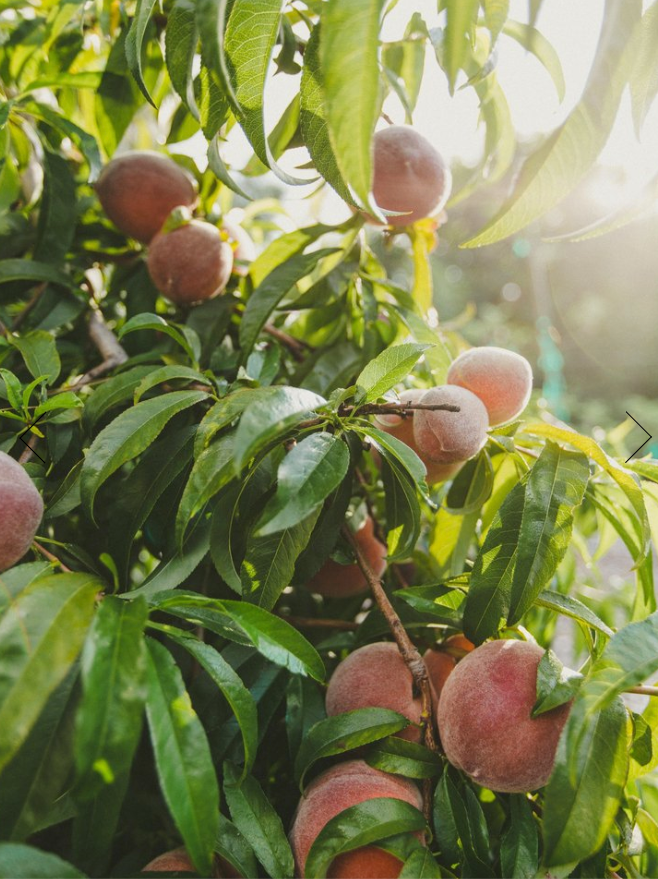 Peach Fruit-Infused Vinegar