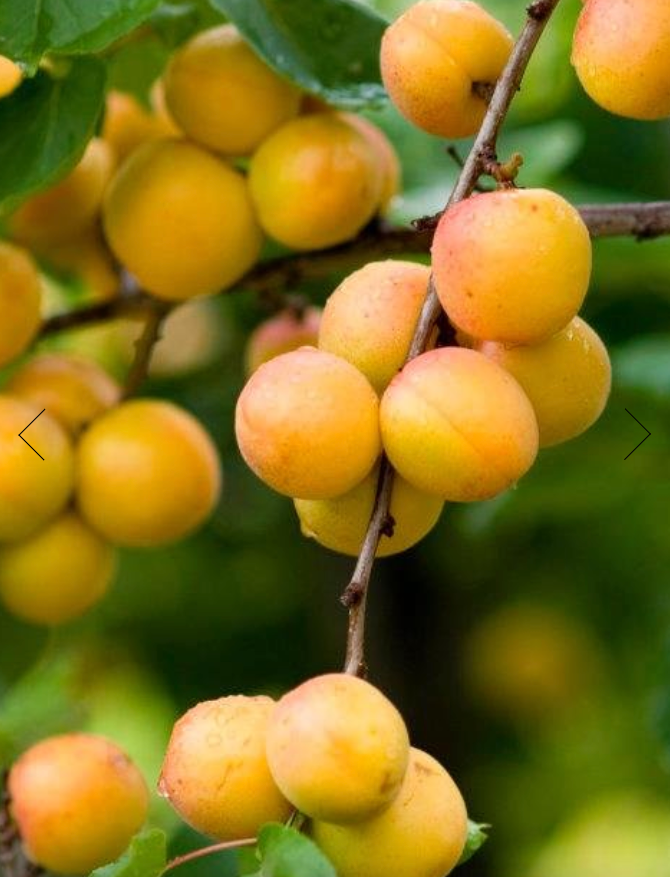 Apricot Fruit-Infused Vinegar