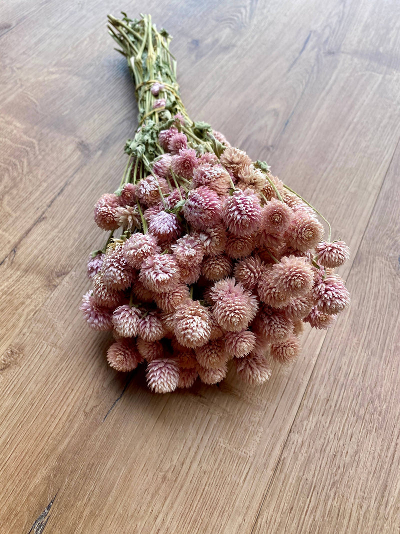 Globe Amaranth - Blush Pink