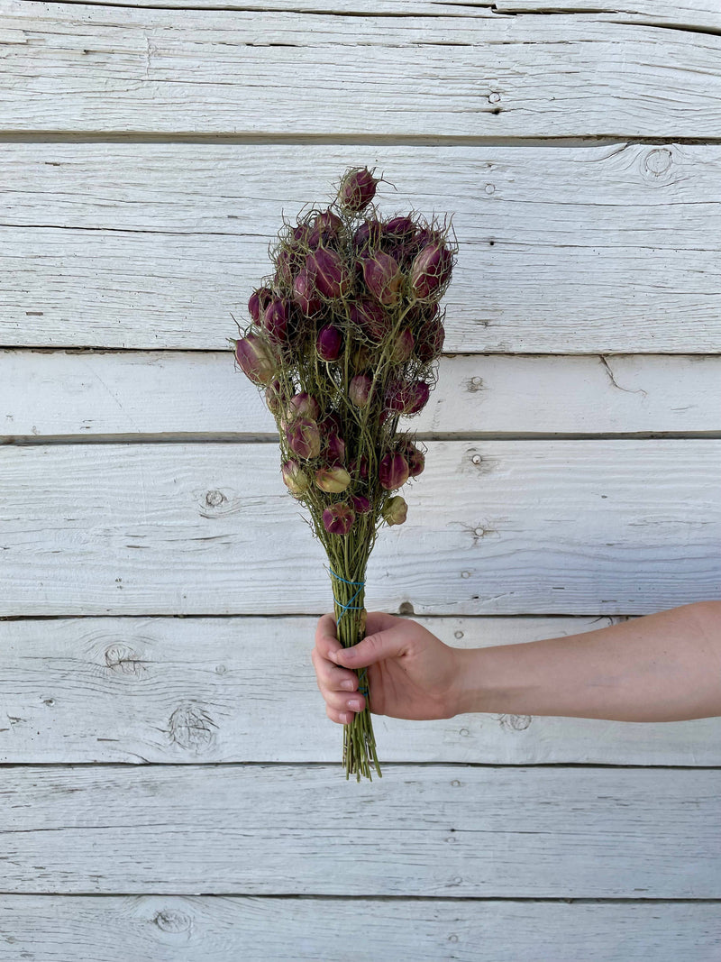 Nigella (Love in a Mist) - Purple