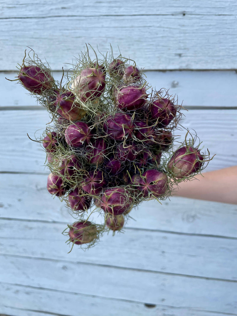 Nigella (Love in a Mist) - Purple