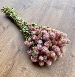 Globe Amaranth - Blush Pink