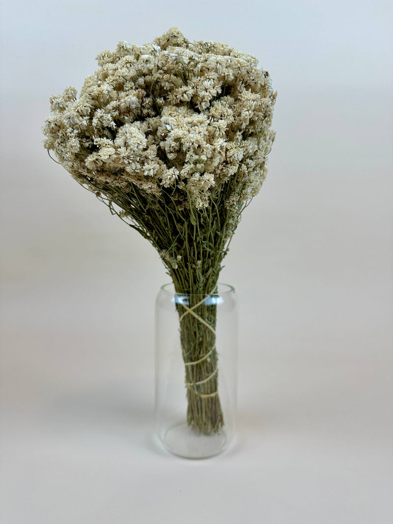 Achillea of Pearl