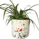 Le Gros Cylindre Terrazzo Pot
